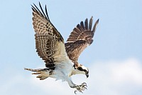 Wing