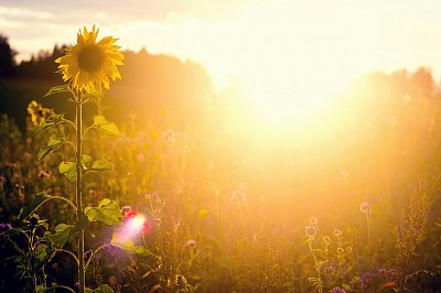 Sonnenblume